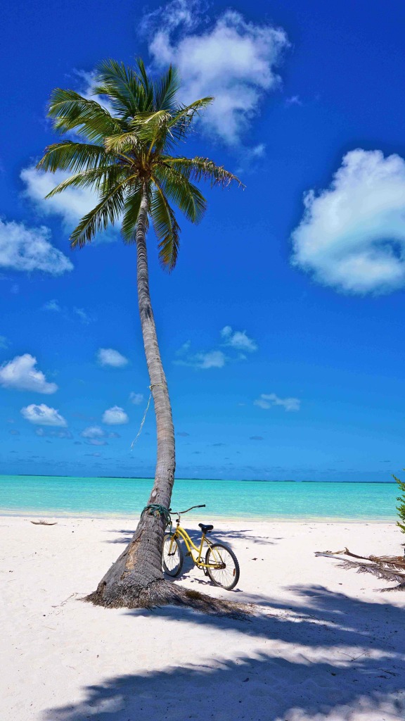 bike:palm tree 3