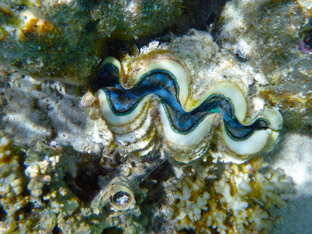 blue clam