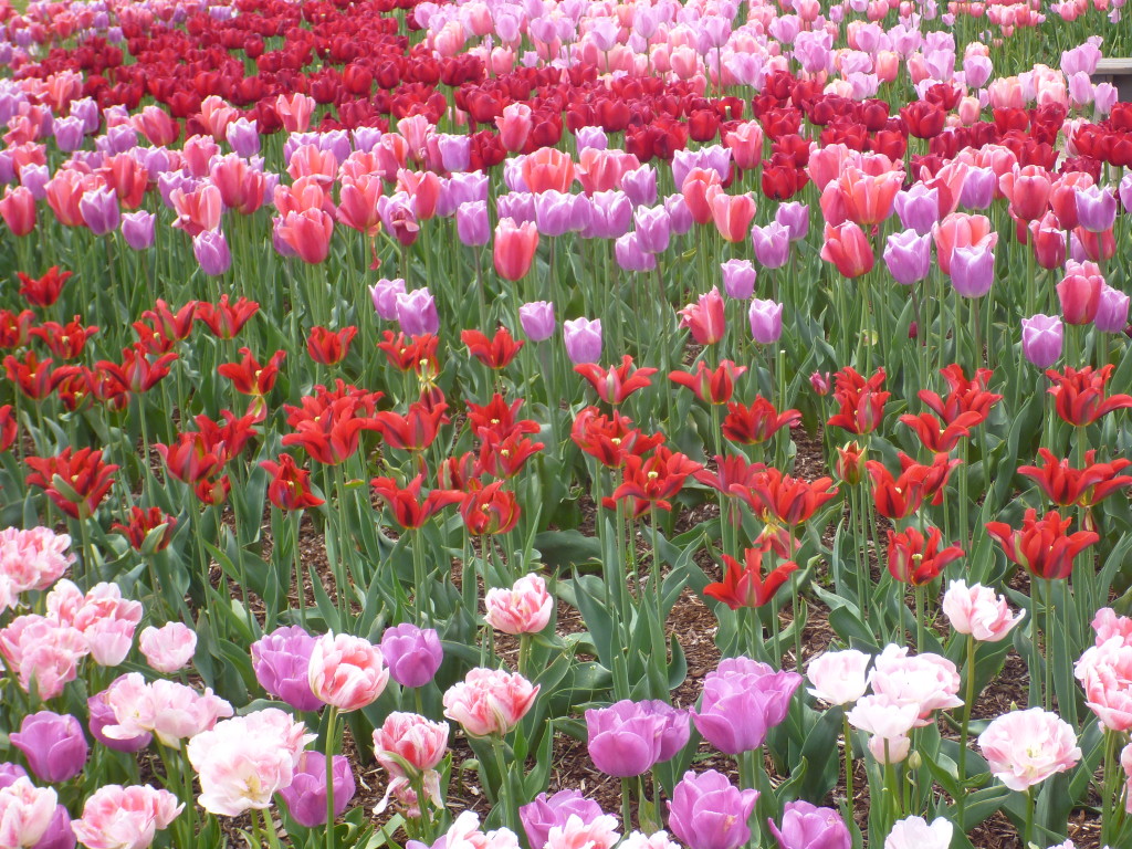 Tulips: Seattle in Spring